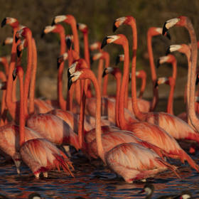 Necker Island - Flamingos 1