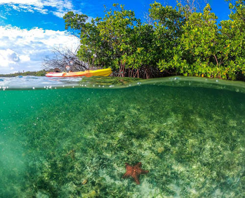 Virgin Limited Edition launches mangrove conservation tour for guests on Necker Island