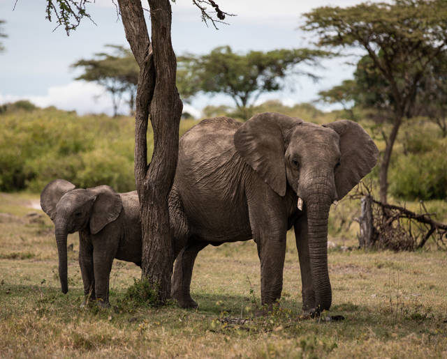 Elephants