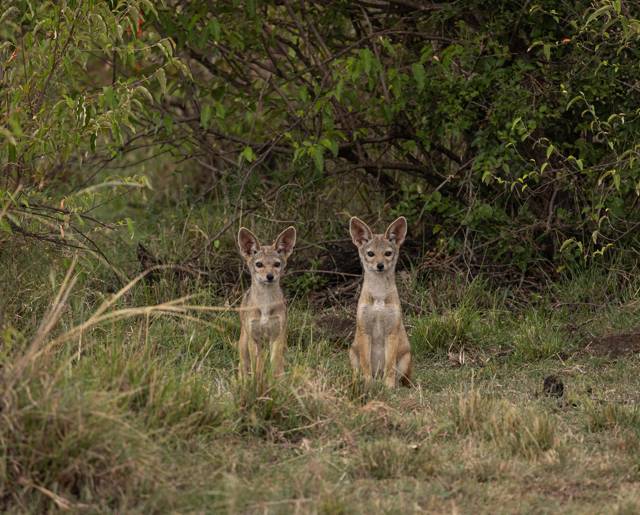 Jackal