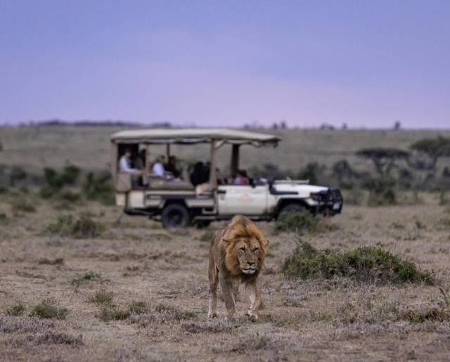 Safari