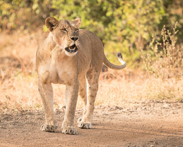 Game Drives