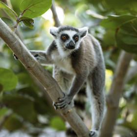 Necker Island - Lemur 1