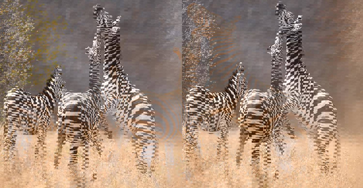 Game Drives