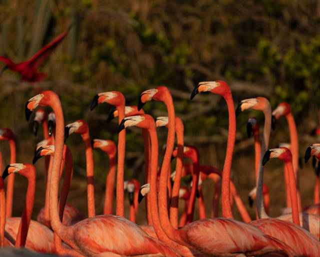 Flamingos