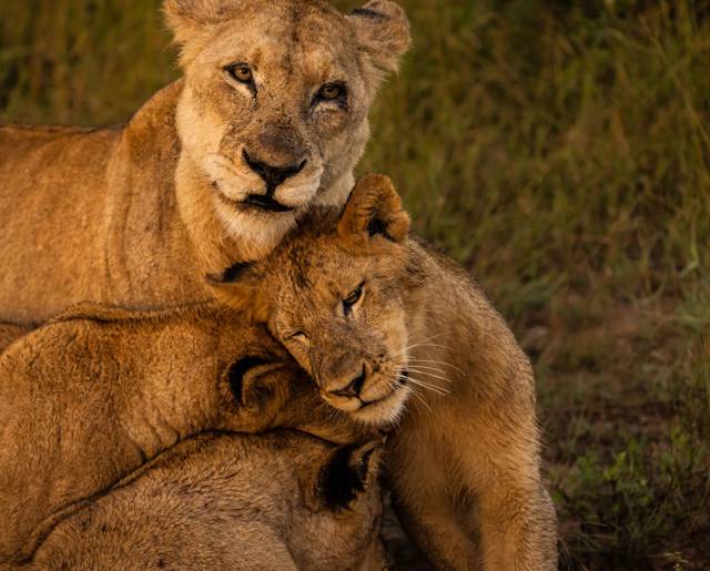 Ulusaba 17