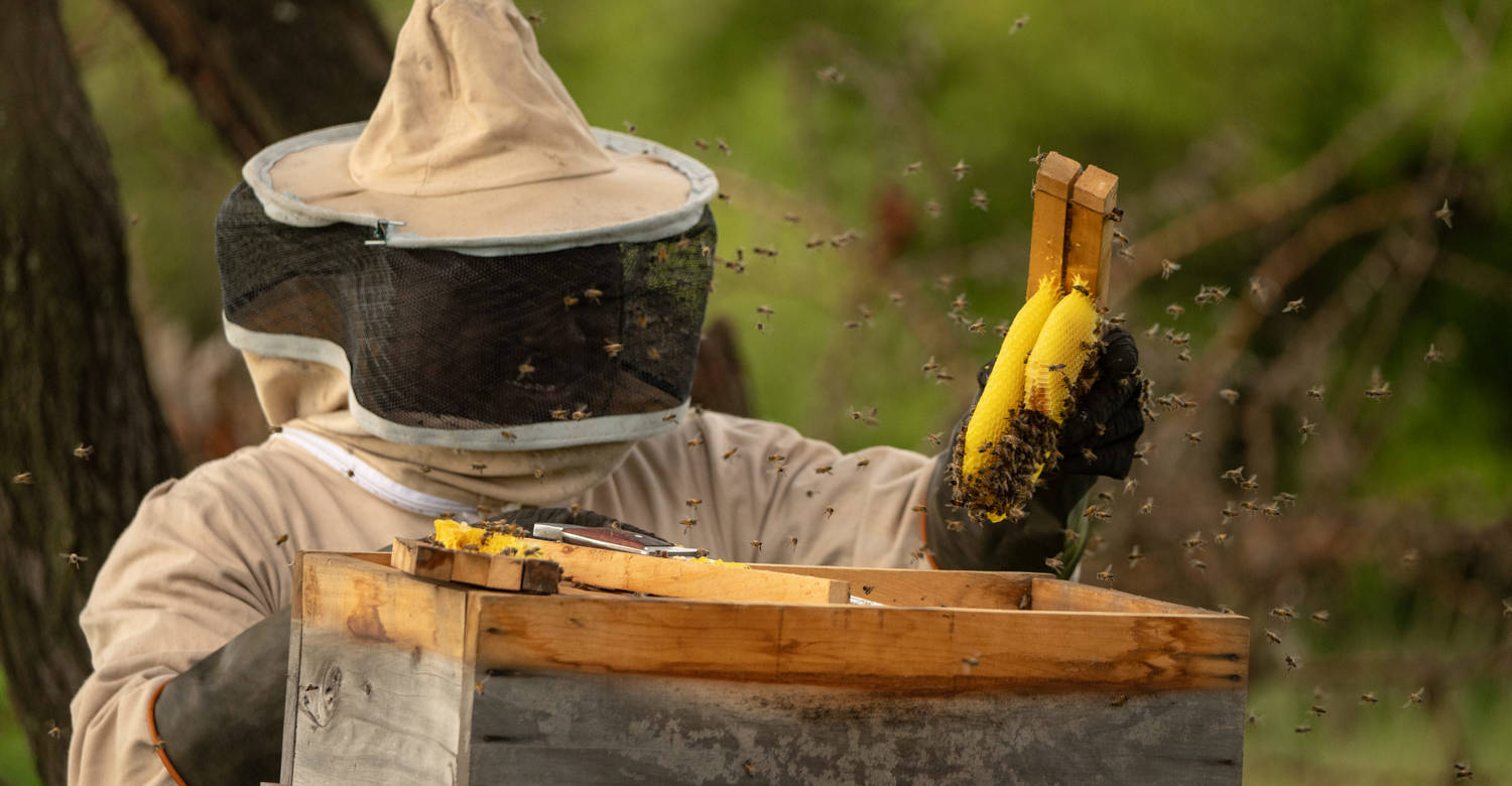 Beekeeping at Mahali Mzuri 