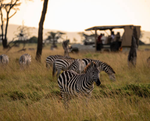 Witnessing nature’s majesty: Wild encounters at Mahali Mzuri, Finch Hattons and Ulusaba