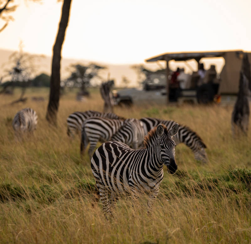 Witnessing nature’s majesty: Wild encounters at Mahali Mzuri, Finch Hattons and Ulusaba