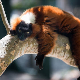 Lemurs