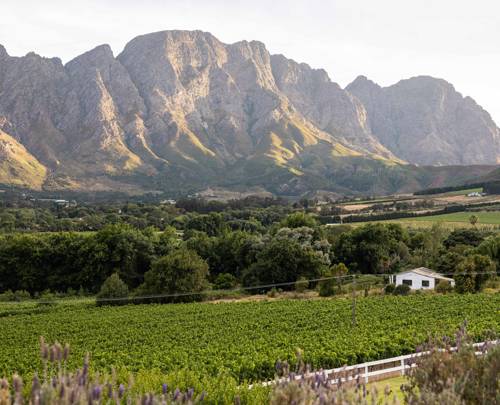 Beyond the vines: the Franschhoek you didn’t order with your wine