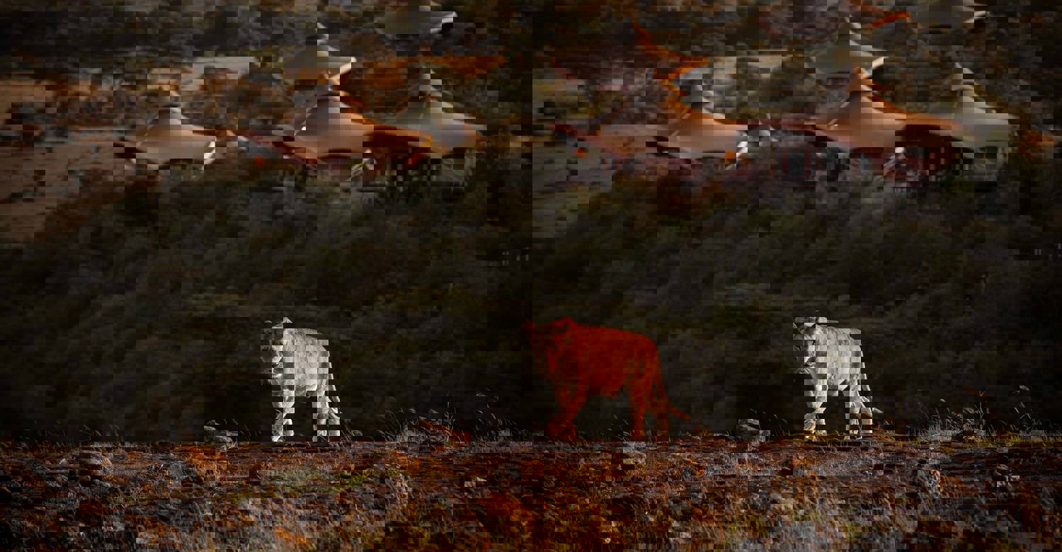 Mahali Mzuri, Maasai Mara ecosystem, Kenya