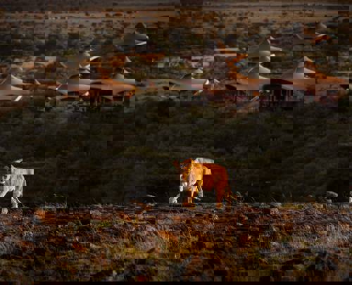 Journey through Africa with Virgin Limited Edition