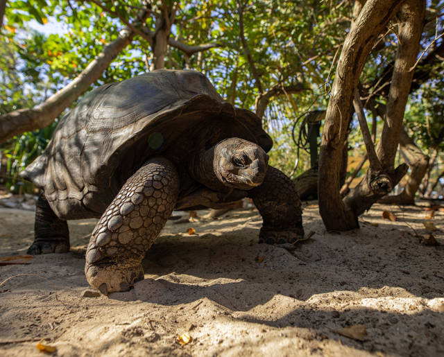 Giant Tortoise