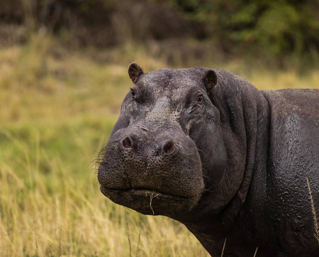 Hippo