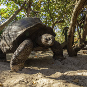 Necker Island - Giant Tortoise