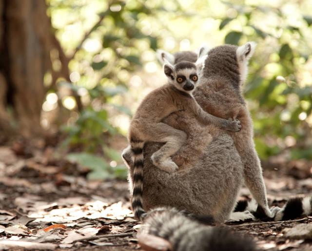 Lemur