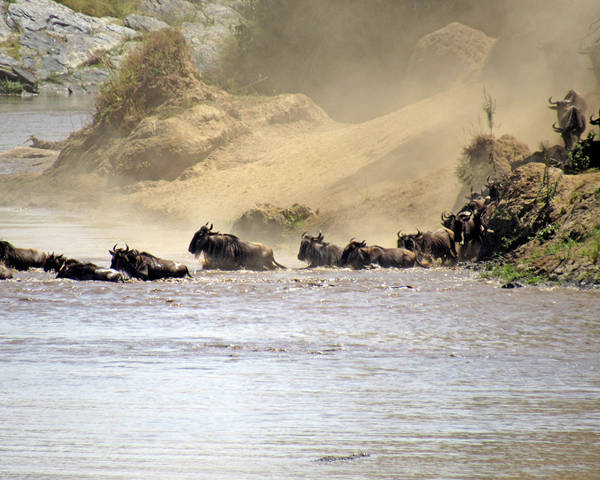 The Great Migration: witness nature’s greatest show from Mahali Mzuri