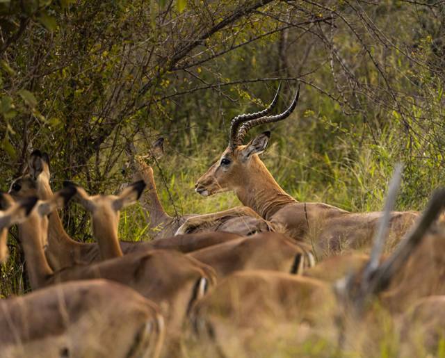 Ulusaba 19