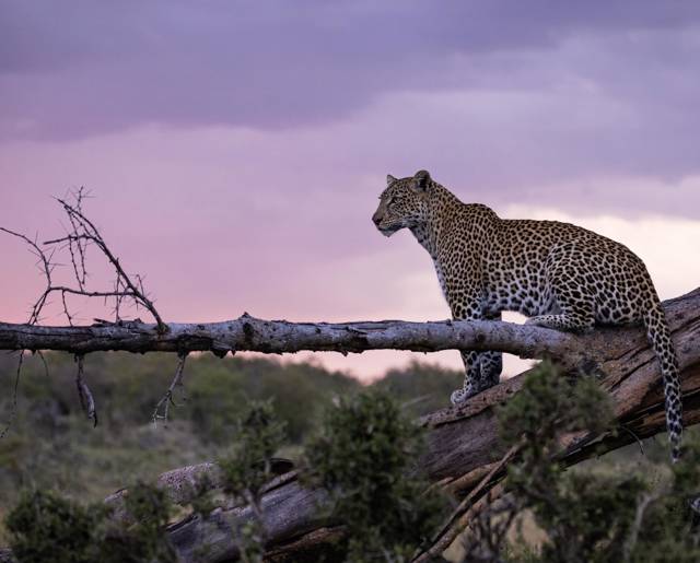 Leopard