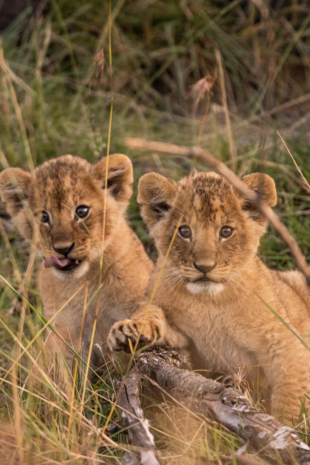 Kids Go Free Safari Offer Mahali Mzuri, Kenya