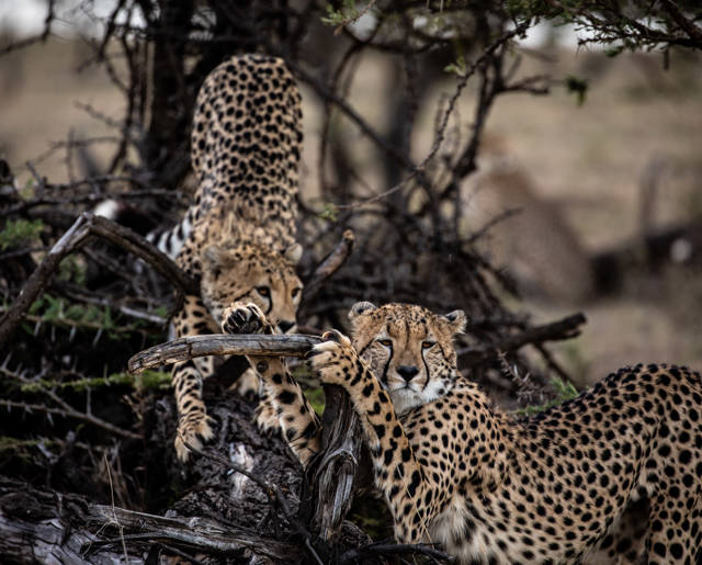 Leopard
