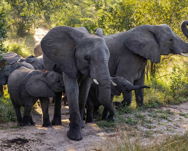 Ulusaba 16