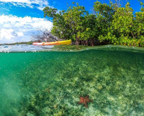 Make a difference to mangrove conservation with Necker Island