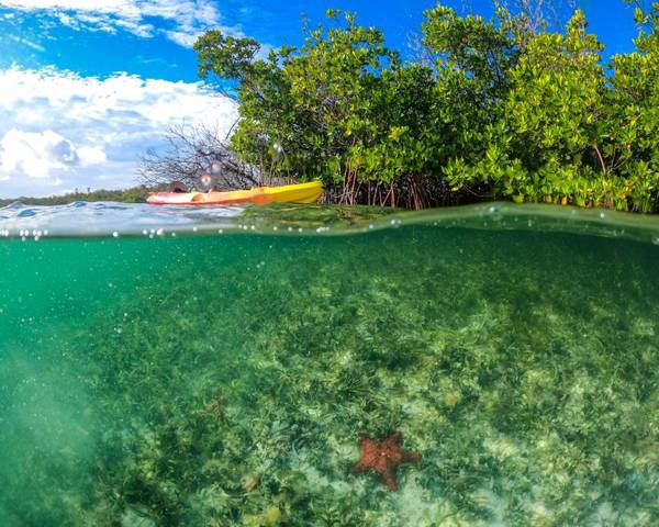 Make a difference to mangrove conservation with Necker Island