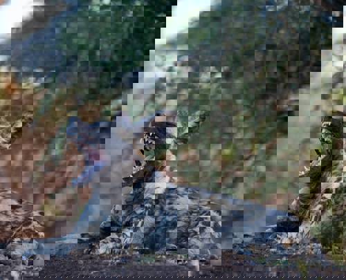 Tracking Africa’s Ghost Hunters: Wild Dogs in Tsavo and Sabi Sands