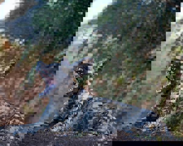 Tracking Africa’s Ghost Hunters: Wild Dogs in Tsavo and Sabi Sands