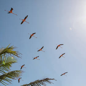 Necker Island - Flamingos 2