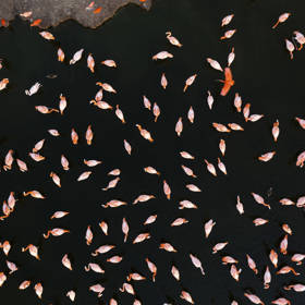Necker Island - Flamingos 3