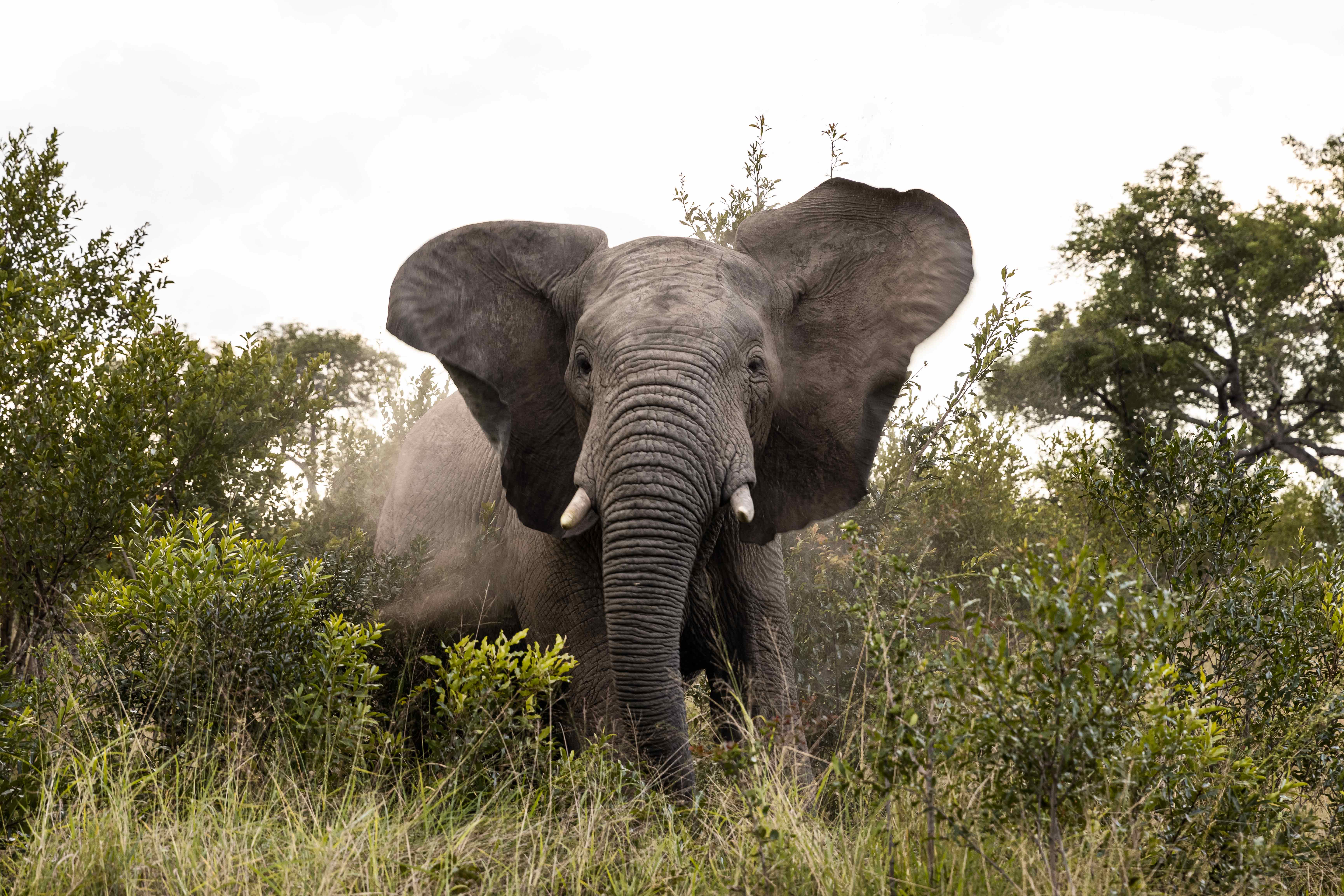 First time safari? Kenya vs South Africa 