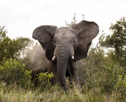 First time safari? Kenya vs South Africa