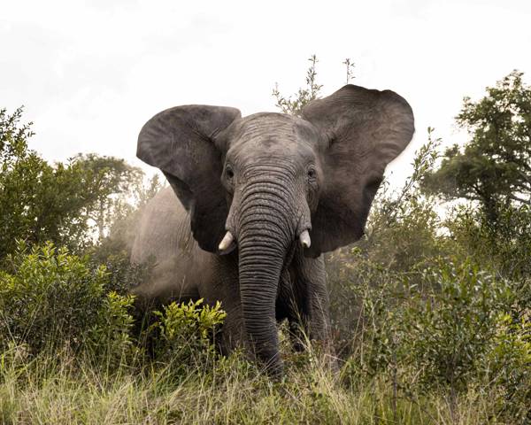 First time safari? Kenya vs South Africa