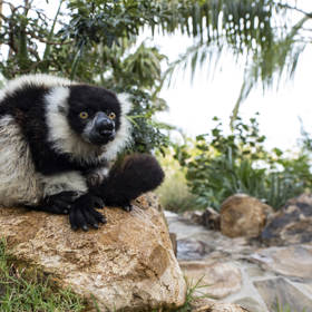 Necker Island - Lemur 2