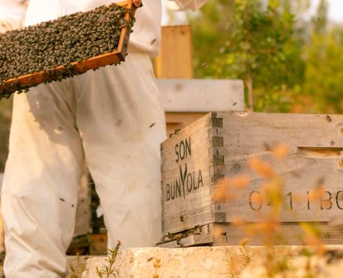 The ultimate Mallorca food guide: Olive oil, honey, wine & the island's tastiest secrets
