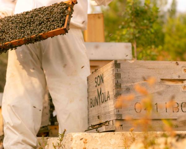 The ultimate Mallorca food guide: Olive oil, honey, wine & the island's tastiest secrets