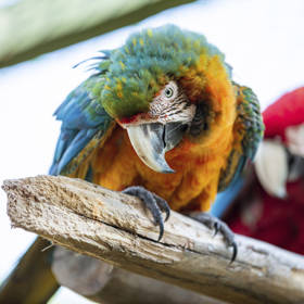 Necker Island - Parrot