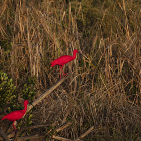 Necker Island - Scarlet Ibis