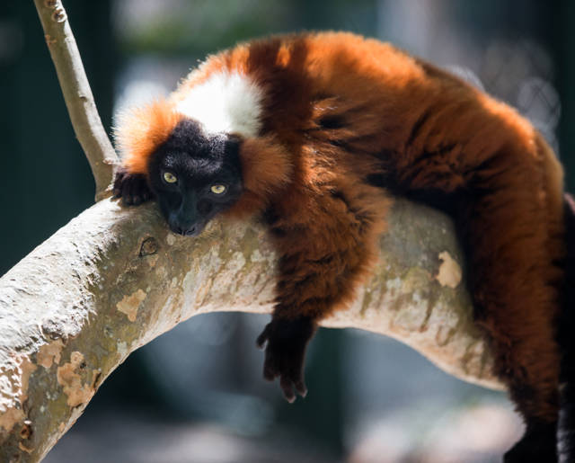 Lemur