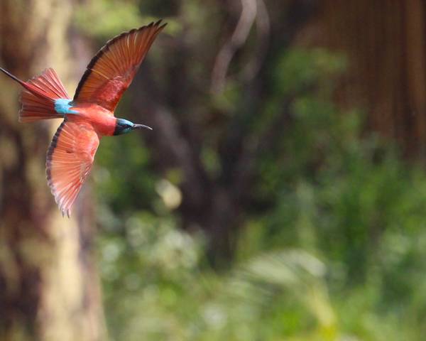 Birdwatching in Tsavo: A Symphony of Wings at Finch Hattons