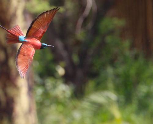 Birdwatching in Tsavo: A Symphony of Wings at Finch Hattons
