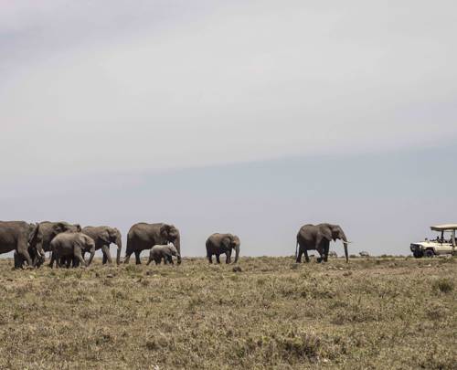 Your First Africa Safari Holiday – What to Expect  