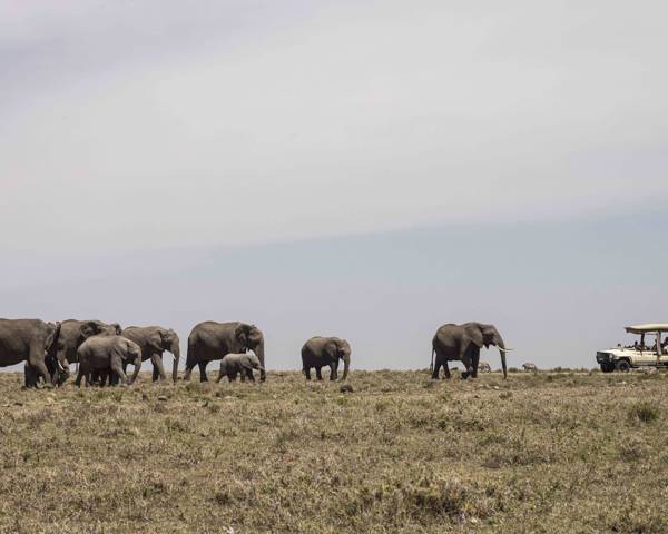 Your First Africa Safari Holiday – What to Expect  