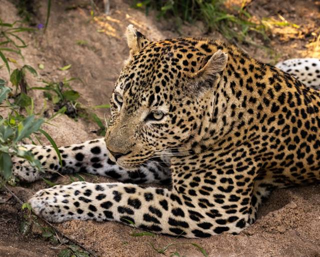 Ulusaba 18