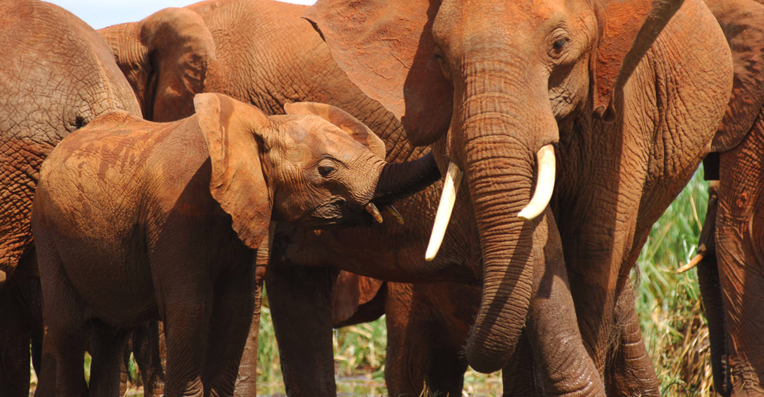 Finch Hattons, Tsavo, Kenya