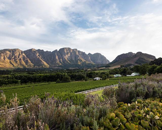 Vineyards