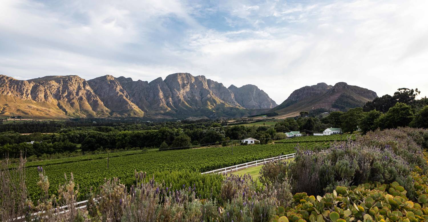Vineyard views at Mont Rochelle